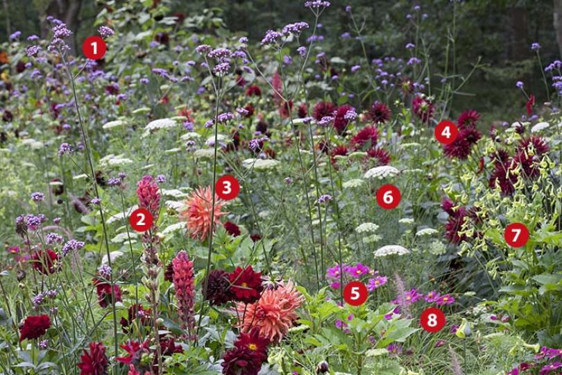 Beplantingsplan voor border in felle kleuren