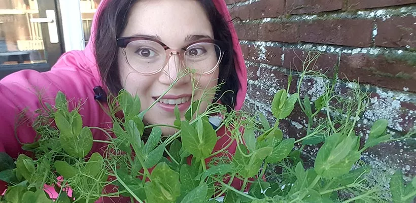 Verrassende wintergroentjes: erwtenkiemen