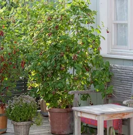 Fruit kweken in potten