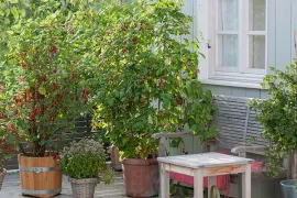 Fruit kweken in potten