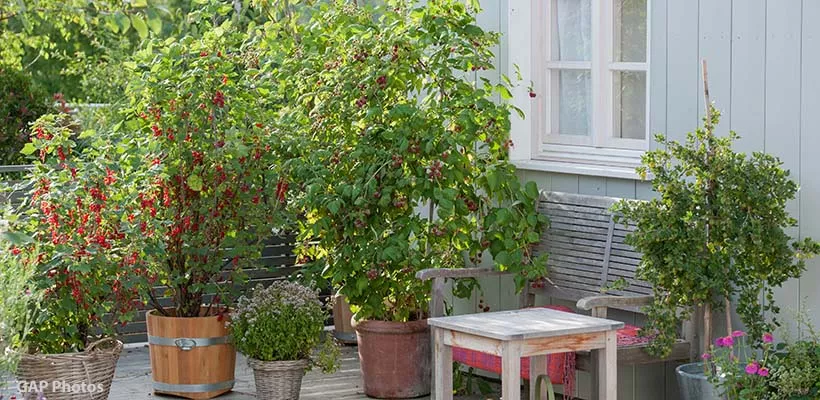 Fruit kweken in potten
