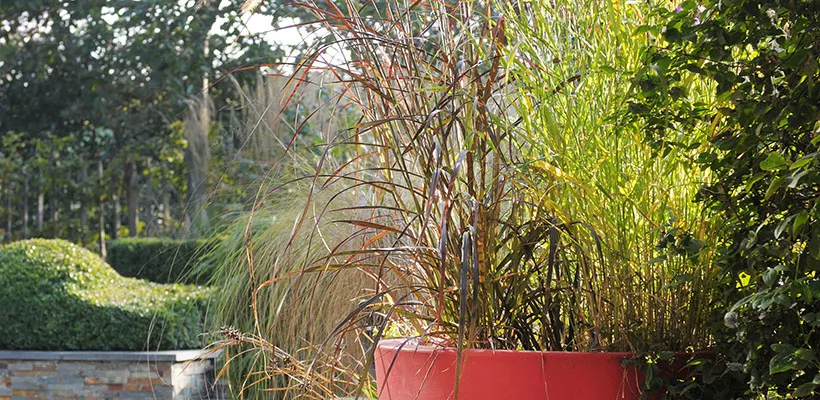 15 tips voor grassen in pot