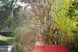 15 tips voor grassen in pot