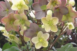 10 favoriete helleborussen