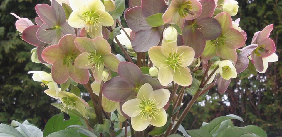 Afbeelding 10 favoriete helleborussen