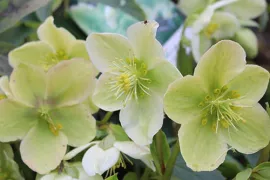 Helleborus, oud blad wegknippen (video)