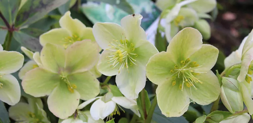 Helleborus, oud blad wegknippen (video)