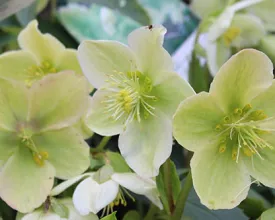 Helleborus, oud blad wegknippen (video)