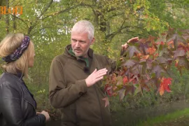 Waar komt die herfstkleur toch vandaan? (Video)