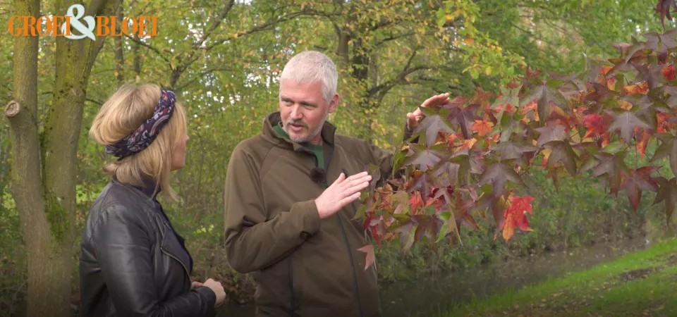 Afbeelding Waar komt die herfstkleur toch vandaan? (Video)
