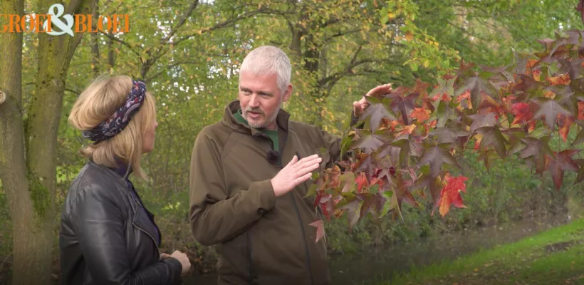 Waar komt die herfstkleur toch vandaan? (Video)