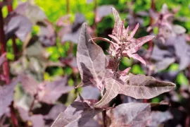 Zaden bestellen van winterharde Orlaya, Clarkia, Rode melde en Echium