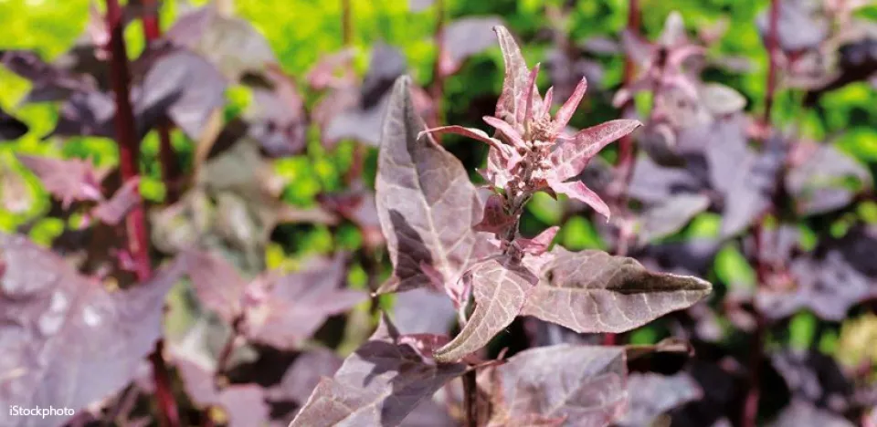 Afbeelding Zaden bestellen van winterharde Orlaya, Clarkia, Rode melde en Echium