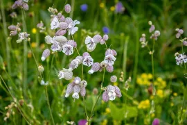 De beste insectenlokkers