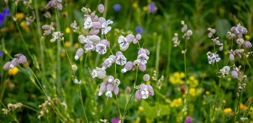 Afbeelding De beste insectenlokkers