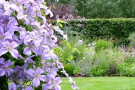 Het hele jaar clematis