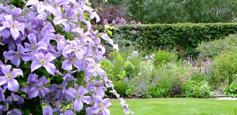 Het hele jaar clematis