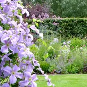 Het hele jaar clematis