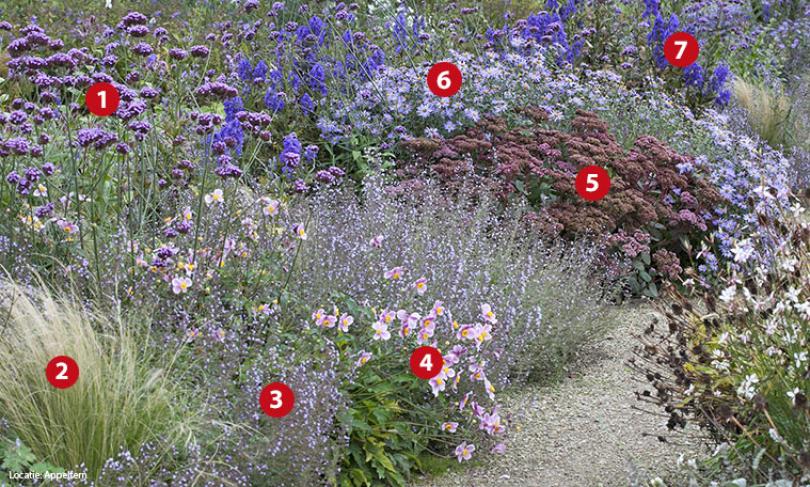 Beplantingsplan voor kleur in oktober