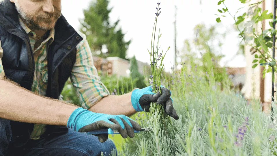 Afbeelding Lavendel snoeien: hoofdsnoei in het voorjaar, lichte snoei na de bloei