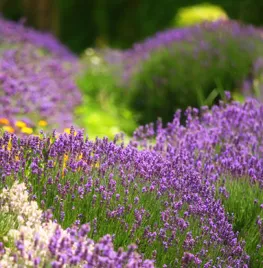 Lavendel snoeien