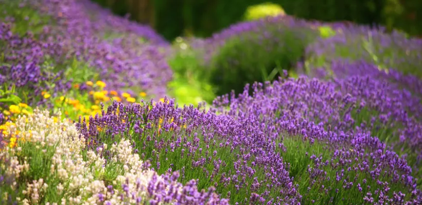 Lavendel snoeien