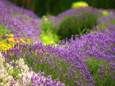 Lavendel snoeien