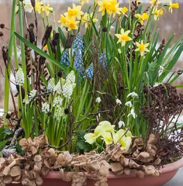 Lente in de winter