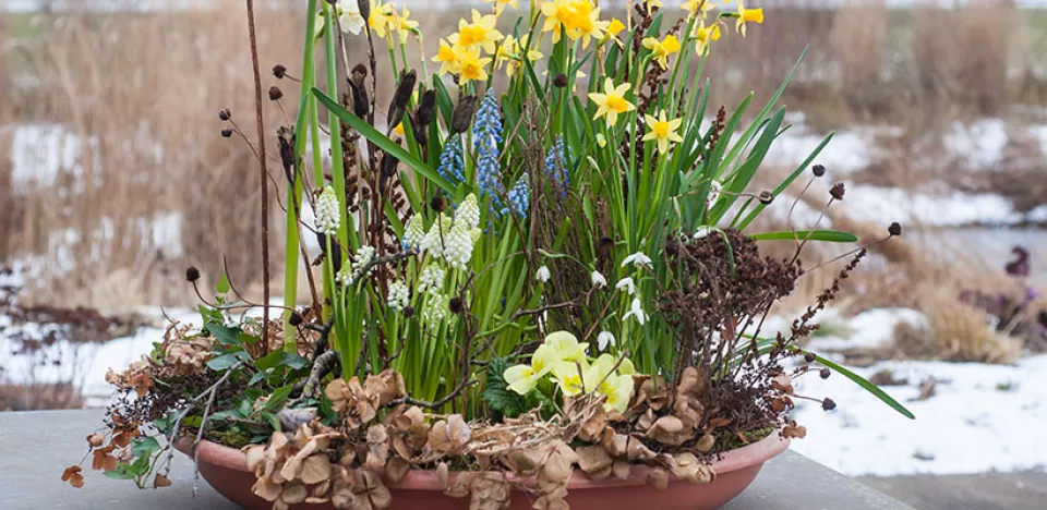 Afbeelding Lente in de winter