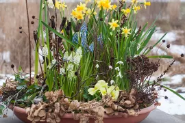 Lente in de winter