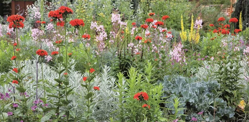 Afbeelding Zaad bestellen van Lychnis