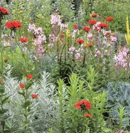 Zaad bestellen van Lychnis