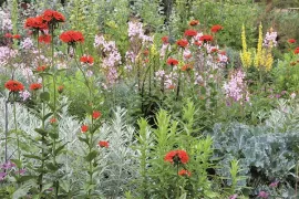 Zaad bestellen van Lychnis