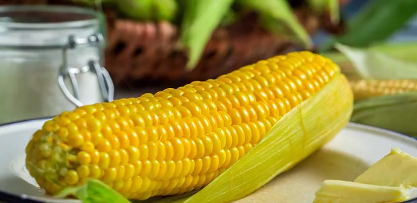 Zaad bestellen van Zea mays Early Xtra Sweet