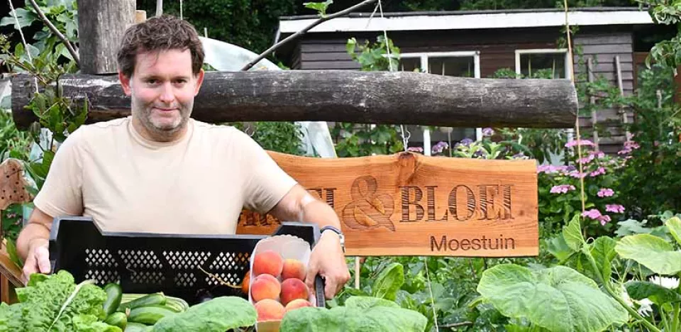 Afbeelding De moestuin in juli: oogsten, verzorgen en vooruitdenken