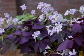 Geluksklaver kopen en verzorgen