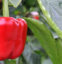 Paprika kweken, verzorgen en oogsten