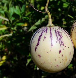 Zaad bestellen van Solanum muricatum (pepino)