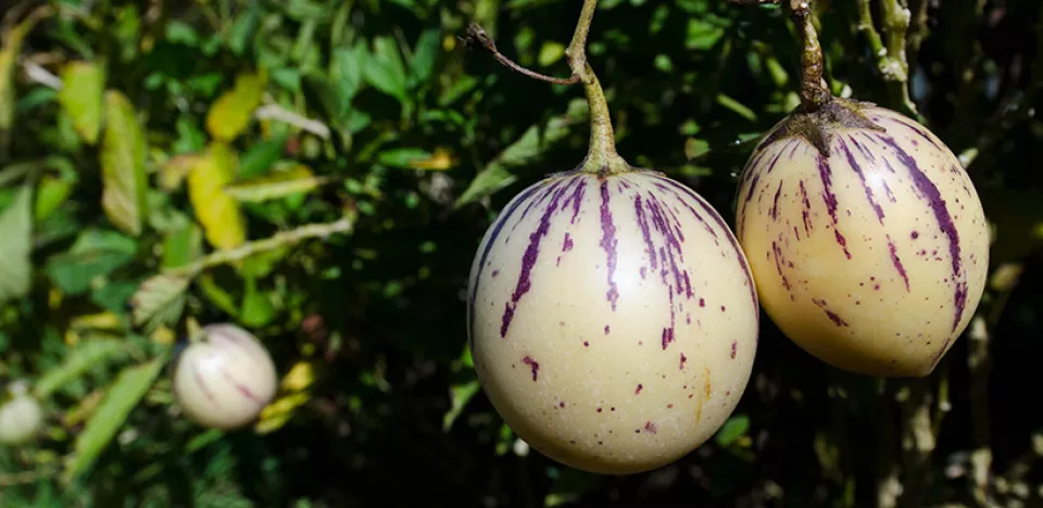 Afbeelding Zaad bestellen van Solanum muricatum (pepino)