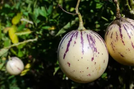 Zaad bestellen van Solanum muricatum (pepino)