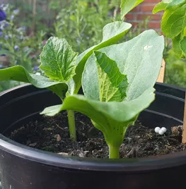Pompoenen kweken in een pot