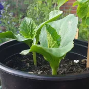 Pompoenen kweken in een pot