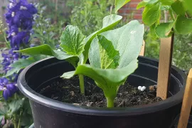 Pompoenen kweken in een pot