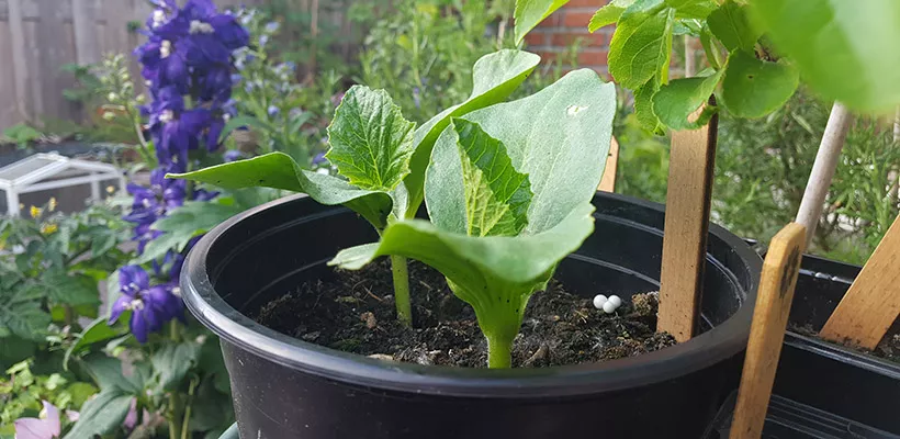Pompoenen kweken in een pot