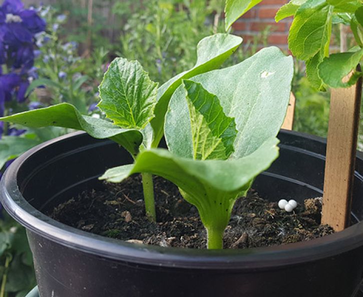 Pompoenen kweken in een pot