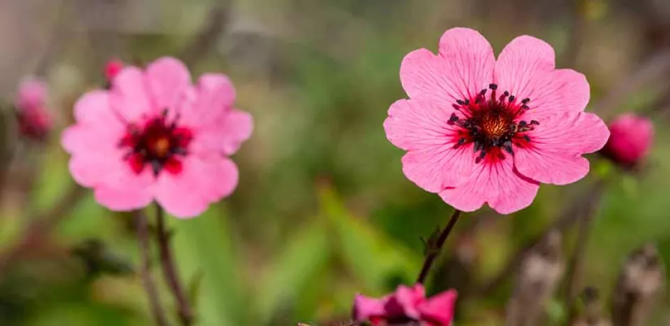 Afbeelding Zelf Potentilla zaaien