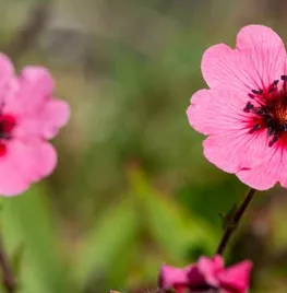 Zelf Potentilla zaaien