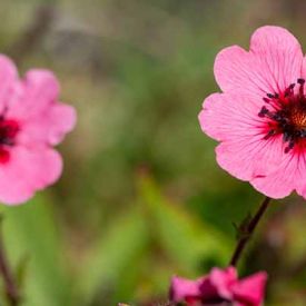 Zelf Potentilla zaaien