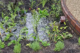 Regenbestendige tuin: maak van je tuin een spons bij piekbuien
