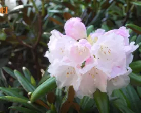 Rododendron en azalea snoeien en verzorgen (video)